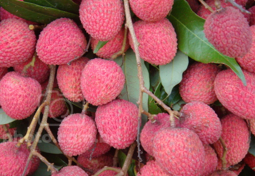 Fruits & Vegetables